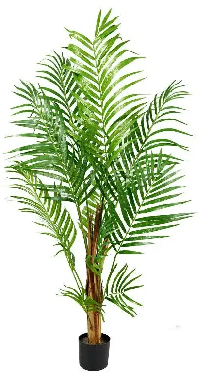 Palme Areca 120cm im Topf x12 288Bl. grün