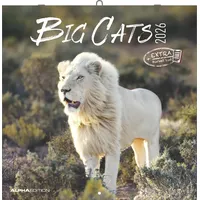 Neumann Big Cats 2026 - Broschürenkalender 30x30 cm (30x60