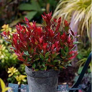 Traubenheide Little Flames 20-25cm - Leucothoe fontanesiana
