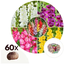 Plant in a Box - Gladiolen - 60 Stk - Gladiolus Mix - Blumenzwiebeln - Mehrfarbig