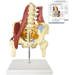 Anatomisches Beckenmodell, Beckenboden Muskulatur Anatomische Modell Lebensgroßes Anatomisches Becken Skelettmodell Mit Lendenwirbelsäule und Muskeln Nerven für Erwachsene