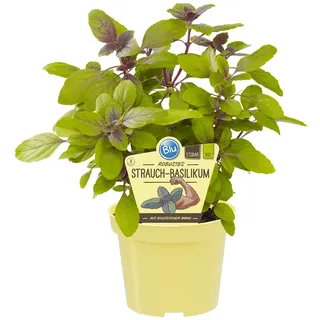 Blu Bio-Strauchbasilikum Topf-Ø ca. 12 cm Ocimum