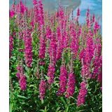 PlantaPro Lythrum salicaria 'Robin' ca. 11x11 cm Topf - Blutweiderich, purpurrote Blüten, Blütezeit Juli-September, ideal für feuchte Standorte, bienenfreundlich, pflegeleicht