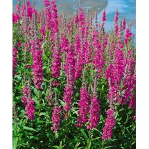 PlantaPro Lythrum salicaria 'Robin' ca. 11x11 cm Topf - Blutweiderich, purpurrote Blüten, Blütezeit Juli-September, ideal für feuchte Standorte, bienenfreundlich, pflegeleicht