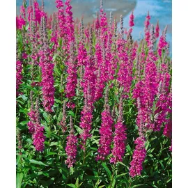 PlantaPro Lythrum salicaria 'Robin' ca. 11x11 cm Topf - Blutweiderich, purpurrote Blüten, Blütezeit Juli-September, ideal für feuchte Standorte, bienenfreundlich, pflegeleicht