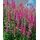PlantaPro Lythrum salicaria 'Robin' ca. 11x11 cm Topf - Blutweiderich, purpurrote Blüten, Blütezeit Juli-September, ideal für feuchte Standorte, bienenfreundlich, pflegeleicht