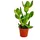 EXOTENHERZ Crassula portulacea Geldbaum 5,5cm Topf