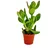 EXOTENHERZ Crassula portulacea Geldbaum 5,5cm Topf