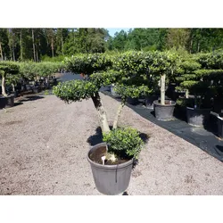 Olivenbaum 7 Pon Pon Bonsai Formgehölz Gartenbonsai Olea europaea Olive winterhart