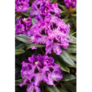 Pflanzen Für Dich Rhododendron Hybr. 'Blaue Jungs', Rhododendron, blau, 30–40 cm
