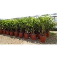 gruenwaren jakubik Palme XL 120-150 cm Trachycarpus fortunei, Hanfpalme, winterhart bis -18°C