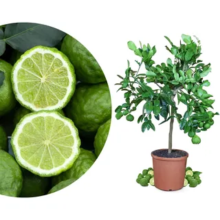 Meine Orangerie - Kaffir Limette Mezzo - Citrus Hystrix - Mauritius Papeda - Echte Kaffernlimette - Veredeltes Zitrus-Stämmchen in Gärtnerqualität im 6,5 Liter-Topf - Höhe 60-70cm