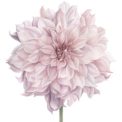 Wandtattoo QUEENCE „Nele“ Wandtattoos Gr. B/H: 90 cm x 90 cm, Blume, rosa Wandtattoos Natur