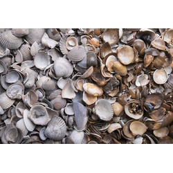 Zierkies Muscheln 1 kg Beutel