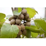 Pflanzen Für Dich Actinidia Chinensis Jenny Kiwi Selbstfruchtend Ca. 12 cm Topf
