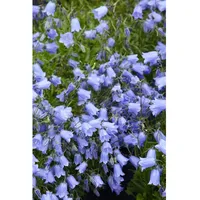 Pflanzen Für Dich Campanula cochleariif.'Bavaria Blue', Glockenblume, blau, ca.