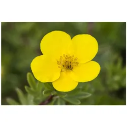 Potentilla, Fingerstrauch, gelb, ca. 9x9 cm Topf