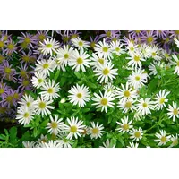 Pflanzen Für Dich Aster ageratoides var.adustus 'Nanus', ca. 9x9