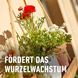 Compo Balkon- und Kübelpflanzendünger 2,5 l
