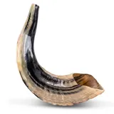Natürlicher Wamenhorn-Schofar mit gebogener Oberseite und Rillen aus Israel