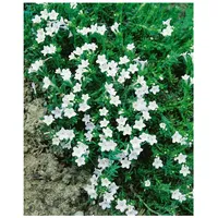 Pflanzen Für Dich Lithodora diffusa 'Alba', weiß, ca. 9x9