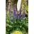 PlantaPro Ziersalbei Sensation Sky Blue - Salvia nemorosa