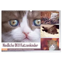 Calvendo Niedliche BKH Katzenkinder (Wandkalender 2026 DIN A3 quer),