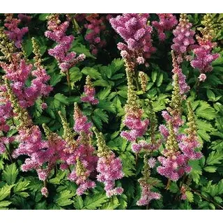 Zwerg-Astilbe, Zartrosa, Rosa
