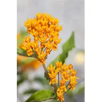 Pflanzen Für Dich Asclepias tuberosa, Schmetterlingsblume, ca. 9x9 cm