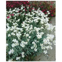 Pflanzen Für Dich Cerastium biebersteinii, Silberteppich, silbrig-grau, ca. 9x9
