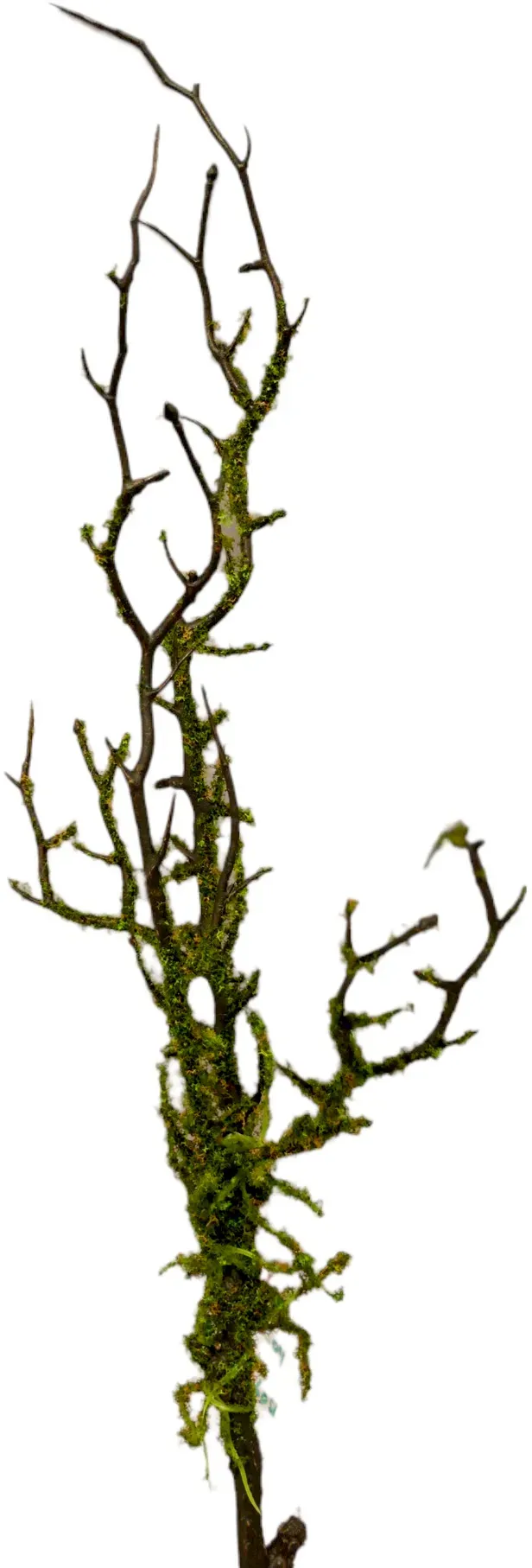 Zweig 46cm mit Moos grau/braun