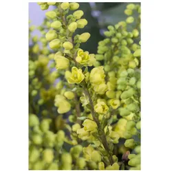 Mahonia media 'Winter Sun', Mahonie, gelbe Blüten, 40–60 cm