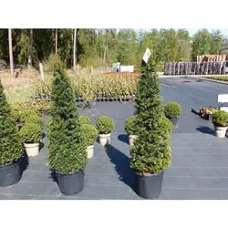 Taxus Baccata 150-160 cm Pyramide Formschnitt, Formgehölz, Säule, Buchsbaum Ersatz