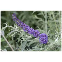 Pflanzen Für Dich Buddleja davidii 'Nanho Blue', Schmetterlingsflieder, blau,