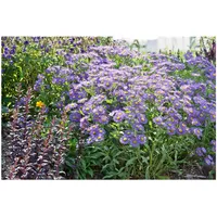 Pflanzen Für Dich Aster x frikartii 'Mönch', ca. 9x9