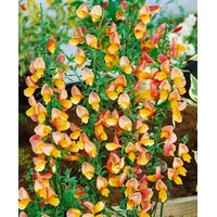 Pflanzen Für Dich Cytisus scoparius 'Apricot Gem', 40-60 cm