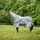 Horseware Amigo 3-in-1 CamoFly Regendecke 130 cm