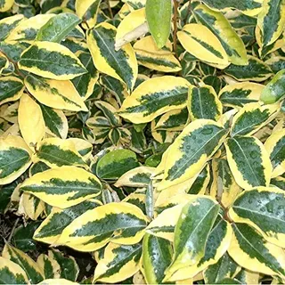 Wintergrüne Ölweide 'Gilt Edge' - Elaeagnus Ebbingei 'Gilt Edge' - 30-40 cm Topf - Goldgelb gerandete Blätter