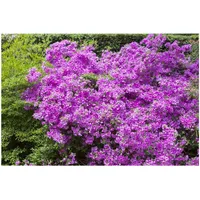 Pflanzen Für Dich Rhododendron obtusum 'Purpurtraum', Azalee, purpur, 20–25