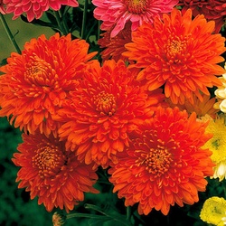 Chrysantheme  Orange