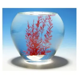 Aurich OHG Wundermuschel: bunt