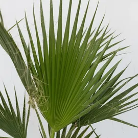 Plant in a Box - Mexikanische Fächerpalme - Washingtonia robusta - Höhe 70-90cm
