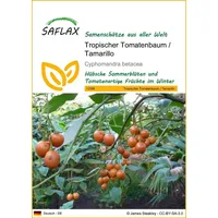 SAFLAX - Tropischer Tomatenbaum - 50 Samen - Cyphomandra