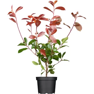 pflanzen-für-dich.de Photinia fraseri 'Red Robin' Glanzmispel, Rot 60–80 cm