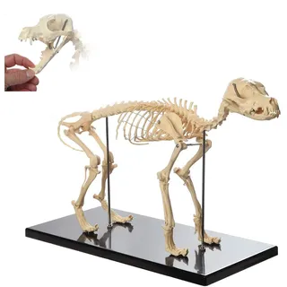 iumLeap Katzenskelett-Anatomie, Katzen-Skelett-Modell mit Kunststoffständer, Tier-, Katzenknochen, Skelett, Anatomie-Modell für Tierarztunterricht, Demonstrationswerkzeug (60 x 20 x 30 cm)