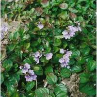 Pflanzen Für Dich Veronica petraea 'Madame Mercier', ca. 9x9