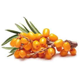 Sanatur Sanddorn Fruchtfleischöl 50 ml