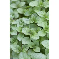 Pflanzen Für Dich Mentha x piperita var.citrata p 0,5