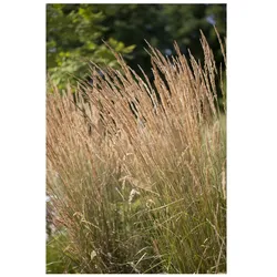 Calamagrostis x acutiflora 'Avalanche', Ziergras, ca. 9x9 cm Topf