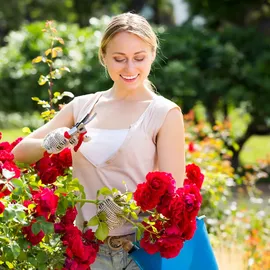 Relaxdays Rosenbogen 270 x 144 x 60 cm Dunkelgrün